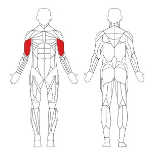 Machine Biceps Technogym Element - Arm Curl
