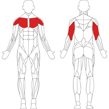 Chest Press incliné Technogym Selection - Muscles pectoraux inclinés