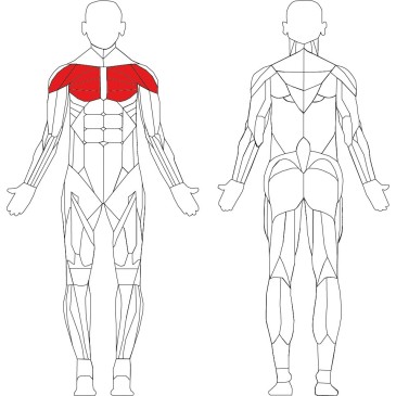 Pectoral Technogym Selection - Machine à pectoraux